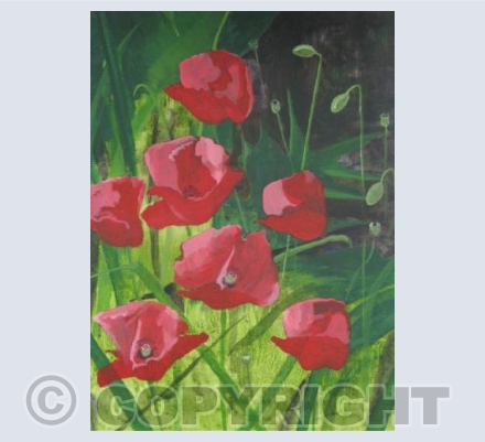 Red Poppies