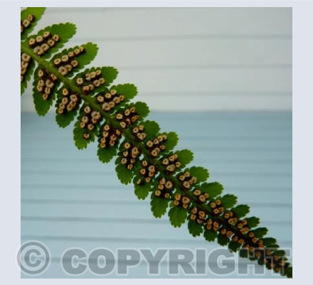 NZ Fern