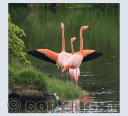 Early Morning Stretch