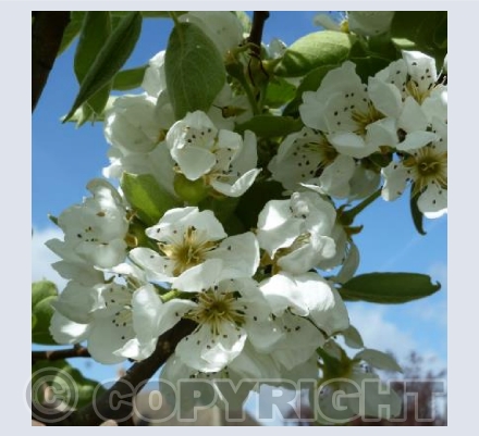 Pear Blossom