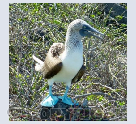 Blue-footed Booby