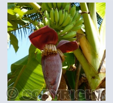 Flowering Banana