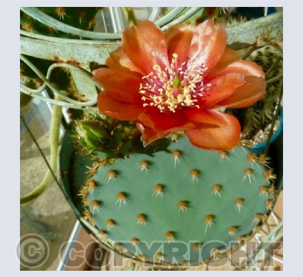 Cactus Flower