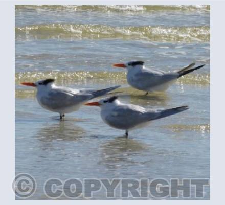 Three Little Birds...