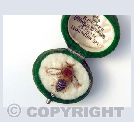 Green-eyed Flower Bee