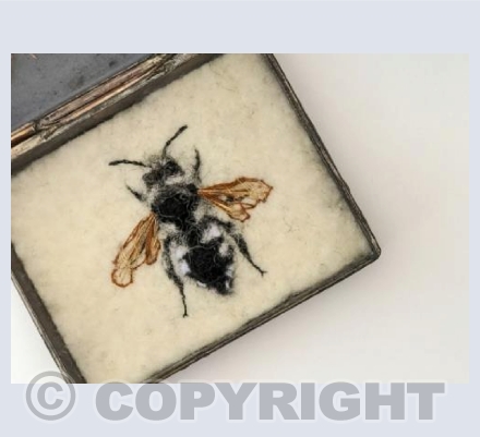 Male Common Mourning Bee