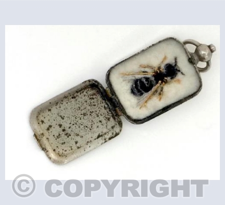 Female Shiny-margined Mini-mining Bee