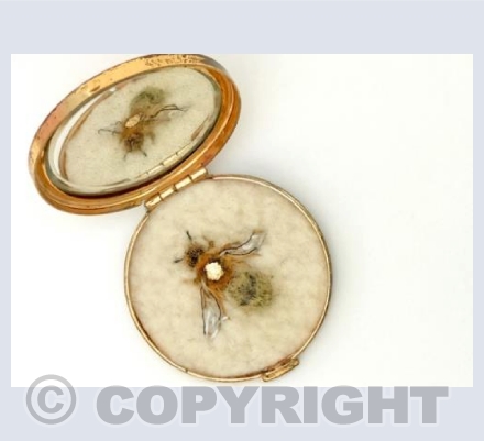 Female Small Sallow Mining Bee