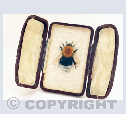 Queen Tree Bumblebee
