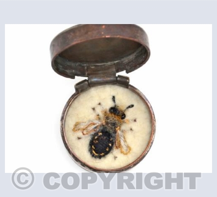 Male Wool Carder Bee