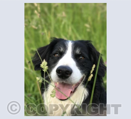 Charlie the Sprollie