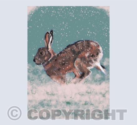 Hare in Winter