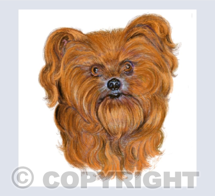 Yorkie