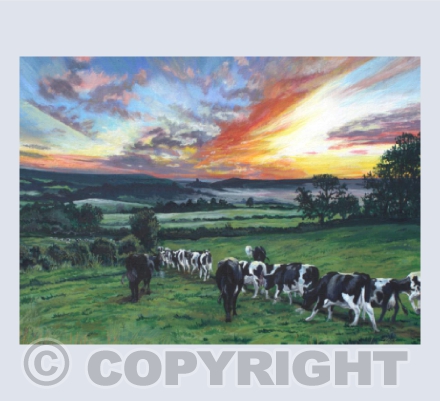Purbeck Cows at Dawn