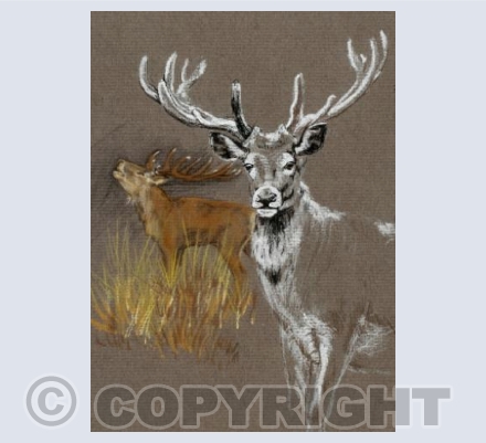 Red Stag Sketches