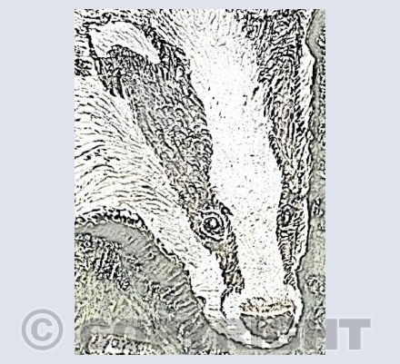 Badger Award