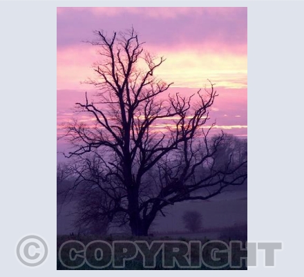Lonesome Tree