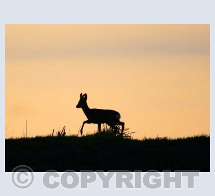 Sika Silhouette
