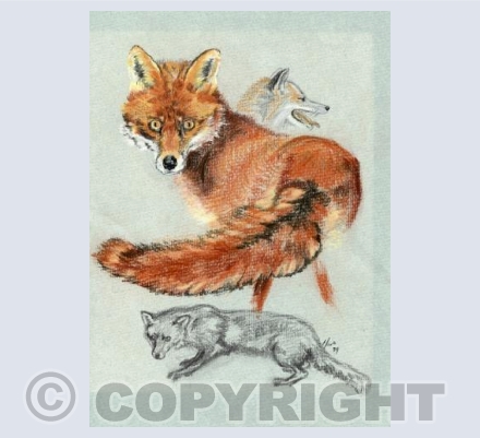 Red Fox Studies