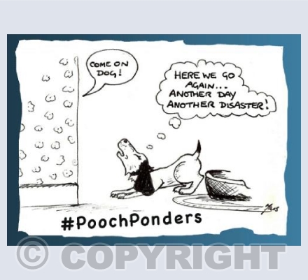 Pooch Ponders Morning