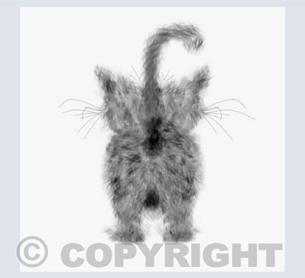 Scruffy Cat 