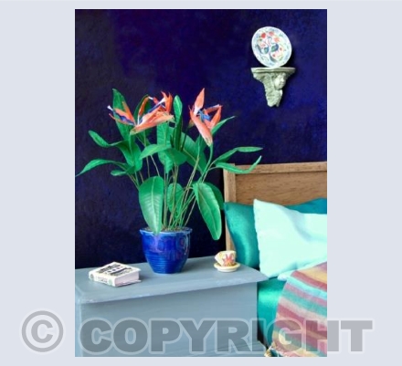 Bird-of-Paradise