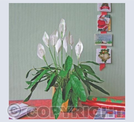 Peace Lily