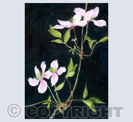 Clematis Montana