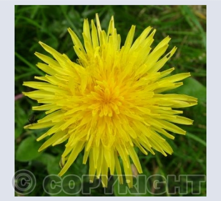 Dandelion