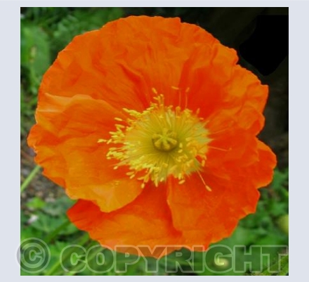 Field Poppy