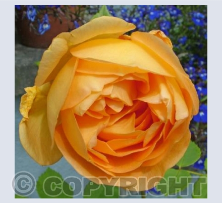 Lady of Shalott