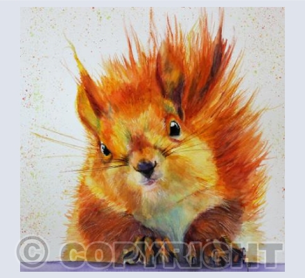 RED SQUIRREL