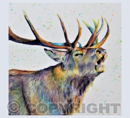 CALLING STAG