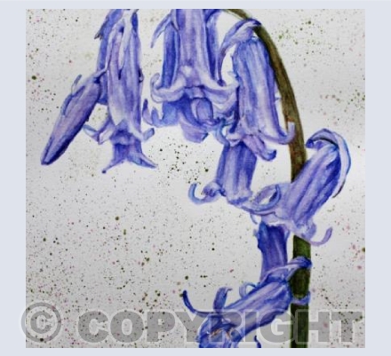 BLUEBELL