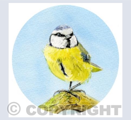 BLUE TIT
