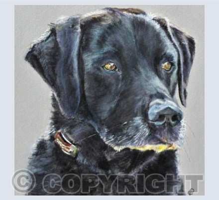 BLACK LABRADOR