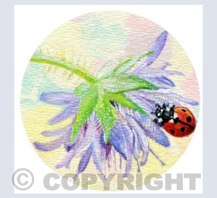 LADYBIRD (2)