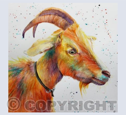 GOLDEN GURNSEY GOAT