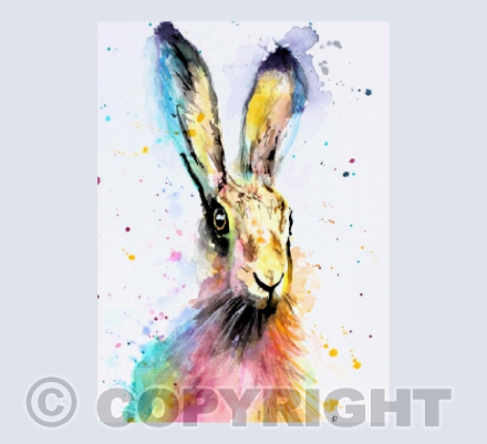 COLOURFUL HARE