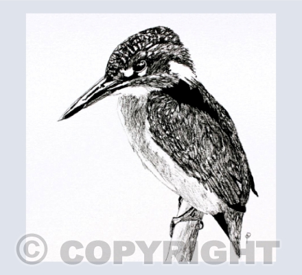 KINGFISHER (2)