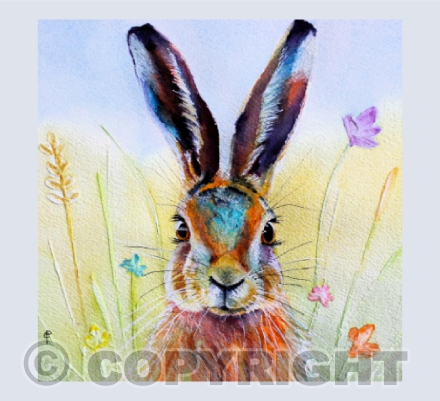 MEADOW HARE