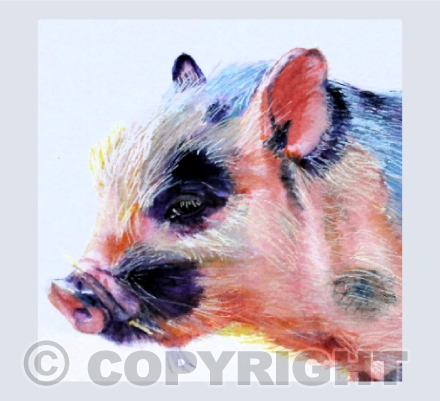 PIGLET PORTRAIT