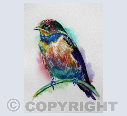 RAINBOW SWALLOW