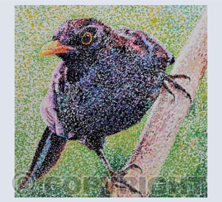 POINTILLISM BLACKBIRD