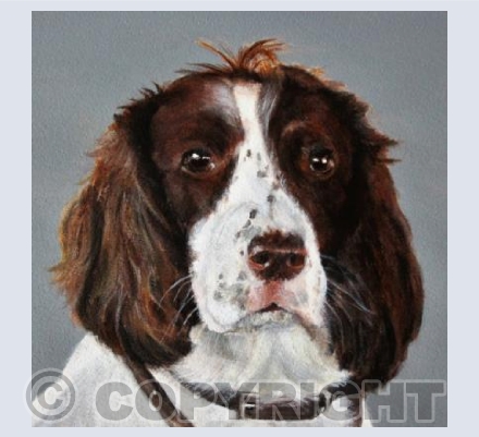 SPRINGER SPANIEL