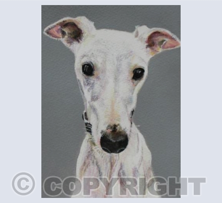 WHIPPET (2)