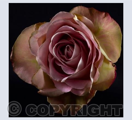 An English Rose