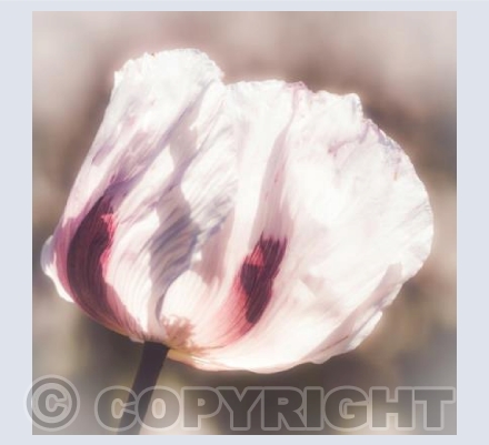 Pink Poppy