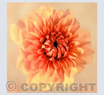 Orange Candy