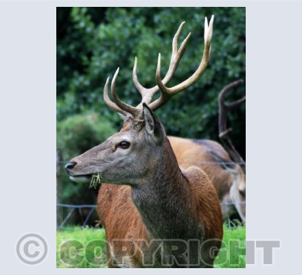 Young Stag